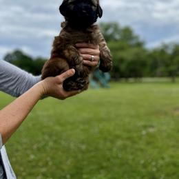 Soft Coated Wheaten Terrier Puppies from Warzalas wheatens