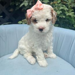 Willow - Parti female Goldendoodle puppy in Knoxville, Tennessee from Graystone Doodles