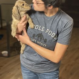 Dachshund Puppies from LovelylilDoxies