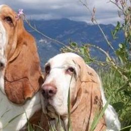 Basset Hounds from Terri's Basset Hounds