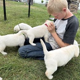 Labrador Retriever Puppies from Faithful Labs
