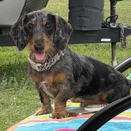 Dachshunds, Labradoodles, and Labrador Retrievers from Muddy Bay Kennels