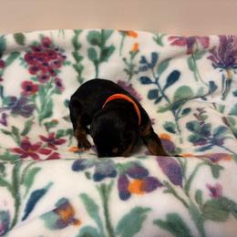 Francesca - Black and rust female Doberman Pinscher puppy in Coplay, Pennsylvania from By My Side Germans Shepherds & Dobermans