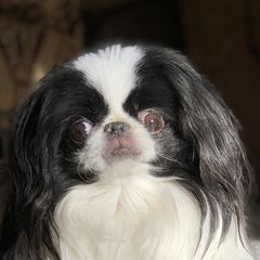 Japanese Chins from Camelot's Japanese Chin