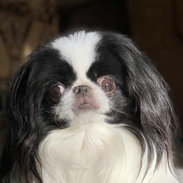 Japanese Chins from Camelot's Japanese Chin
