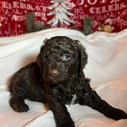 Browny - Brown male Poodle puppy in Fairburn, Georgia from The Real Dog Breeders of Atlanta (peachy poodles)