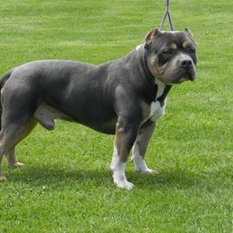 American Bully All Grown Up from Tranquility Bullies