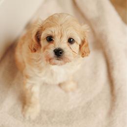 Lucky - Apricot male Cavapoo puppy in Moses Lake, Washington from The Cav Family