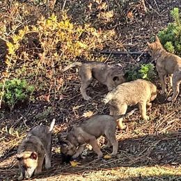 Belgian Laekenois Puppies from Cal Curly Coats Belgian Laekenois