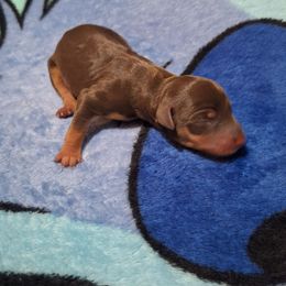 Elias - Chocolate and rust male Miniature Pinscher puppy in Grove, Oklahoma from K&J's Min Pins Of Grand Lake