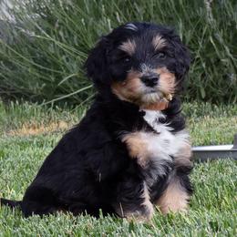 Brown Collar Boy - Tri-color male Bernedoodle puppy in Ogden, Utah from Salty Point Doodles