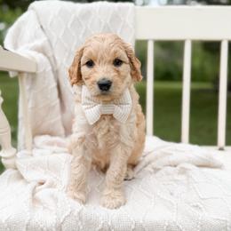 Outlaw - Apricot male Goldendoodle puppy in Ooltewah, Tennessee from Allison Family Doodles