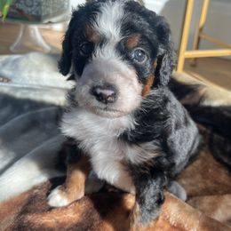 Bernedoodle Puppies from East Coast Bernedoodles