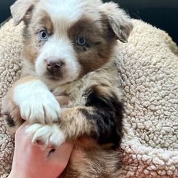 Australian Shepherd Puppies from Saddle Creek Australian Shepherds