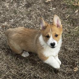 Kevin - Sable male Pembroke Welsh Corgi puppy in Nortonville, Kansas from Low Riders Corgis & Mini Aussies