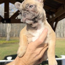 French Bulldog Puppies from Piper’s Pups