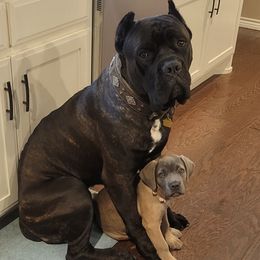 Cane Corso from Dale Diessner