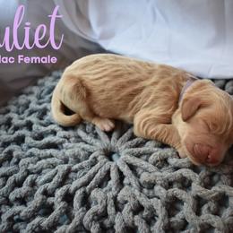 Goldendoodle Puppies from Wild Blum Doodles