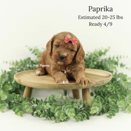 Paprika (Red Collar Girl) - Red female Cavapoo puppy in Republic, Missouri from Red Skye Puppies