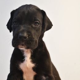 Marmalade - Black female Great Dane puppy in Salem, Oregon from Gigantes de Cervantes