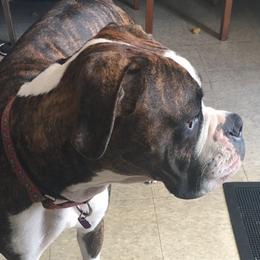 Clyde - Boxer