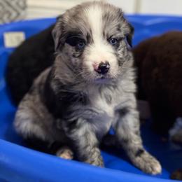 Rocket - Blue merle male Australian Shepherd puppy in Devine, Texas from Sun Kissed Aussies