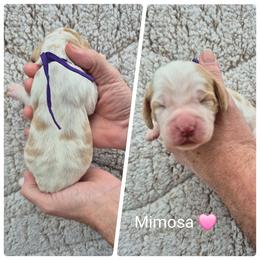 Mimosa - Lemon and white female English Springer Spaniel puppy in Freeland, Michigan from McNally's Springer Spaniels