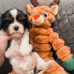 Rudolph - Tri-color male Cavalier King Charles Spaniel puppy in Mayo, Florida from Kingston’s Cavaliers