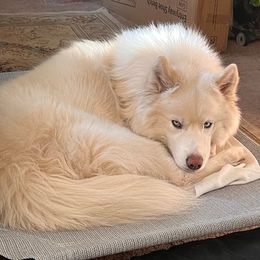 Siberian Husky All Grown Up from Malibu Kennels