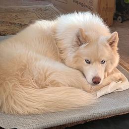 Siberian Husky All Grown Up from Malibu Kennels