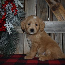 Buck - Apricot male Goldendoodle puppy in Macedon, New York from Toodles Goldendoodles