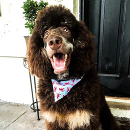 Goldendoodles and Poodles from Rolling Oak Doodles