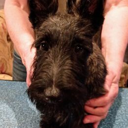 Scottish Terrier Puppies from Gallica Scottish Terriers