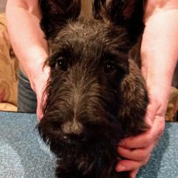 Scottish Terrier Puppies from Gallica Scottish Terriers