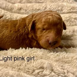 Light pink collar girl - Red  female Goldendoodle puppy in Vian, Oklahoma from Dog Days Doodles