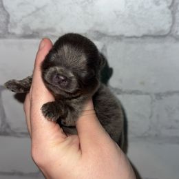 Stripe - Blue and tan male Pomeranian puppy in Perry County, Ohio from Speechless Pom’s