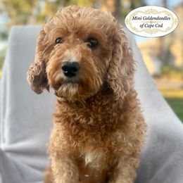 Cavapoo - Cavapoo