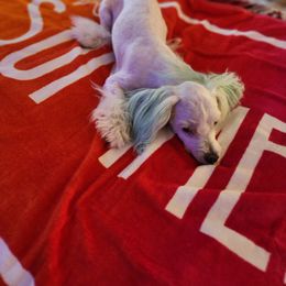 Maltese Puppies from Silver & Sapphire's Designer Puppies