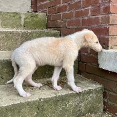 Randal - Cream male Borzoi puppy in Clinton, Tennessee from Ivanhoe Borzoi