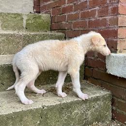 Randal - Cream male Borzoi puppy in Clinton, Tennessee from Ivanhoe Borzoi