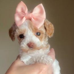 Cora - Parti female Goldendoodle puppy in Decatur, Texas from Scherrer Sweet Goldendoodles