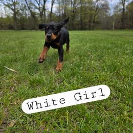White Girl - Black and rust female Doberman Pinscher puppy in Knox, Indiana from Double River Dobermans