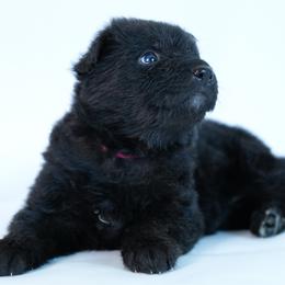 Pink Collar - Black female German Shepherd puppy in Plumas Lake, California from Zwinger Vom Greifjäger