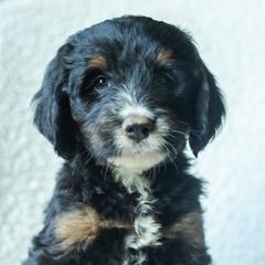 Boy 2 - male Australian Mountain Doodle puppy in Travelers Rest, South Carolina from Upstate Aussie Mountain Doodles