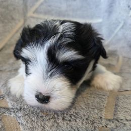 Chip - Parti male Miniature Schnauzer puppy in Paradise, Utah from Highbornschnauzers