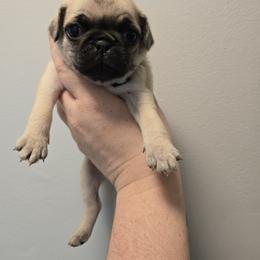 Ellie Mai - Fawn female Pug puppy in Auburn, Kentucky from Prentice Family Pugs