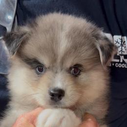 Camry - Merle female Pomsky puppy in Spring Hill, Florida from PDQ Pomskies