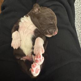 Catcher - Chocolate male Goldendoodle puppy in Twin Falls, Idaho from Magic Valley Family Doodles