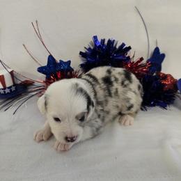 Girl 1 - Blue merle female Australian Shepherd puppy in Lakeland, Florida from Diamond P Australian Shepherds