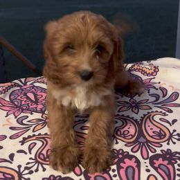 Rhett - Red male Cavapoo puppy in Ridgeville, South Carolina from Cavapoo Love Bugs